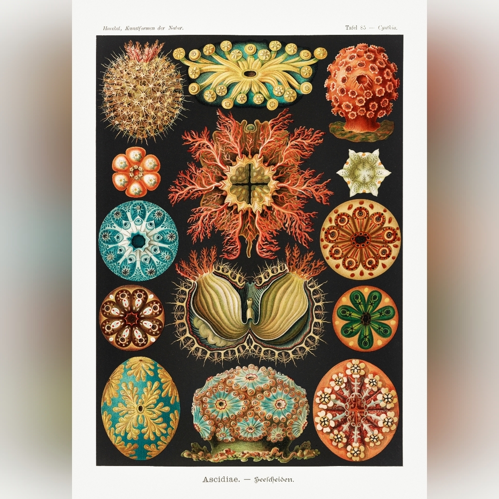 Colorful Marine Life Art Print